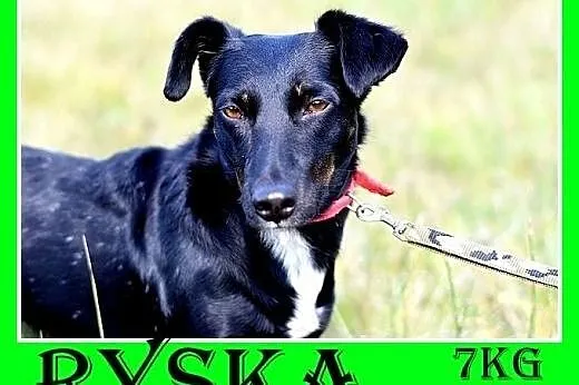 7kg,jamnikowata,mała rzyjazna suczka RYSKA.Adopcja,  małopolskie Kraków
