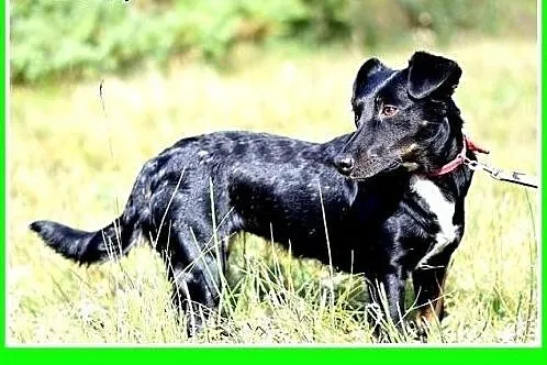 7kg,jamnikowata,mała rzyjazna suczka RYSKA.Adopcja