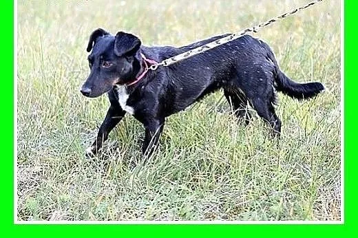 7kg,jamnikowata,mała rzyjazna suczka RYSKA.Adopcja