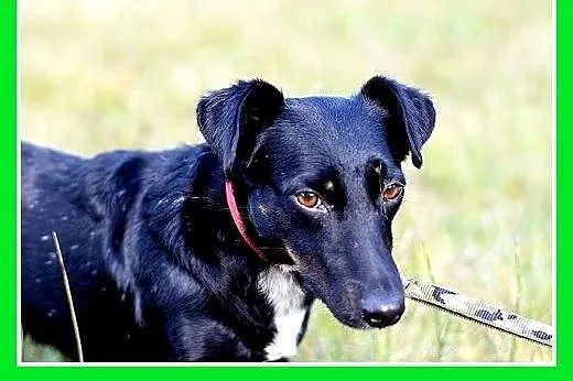 7kg,jamnikowata,mała rzyjazna suczka RYSKA.Adopcja