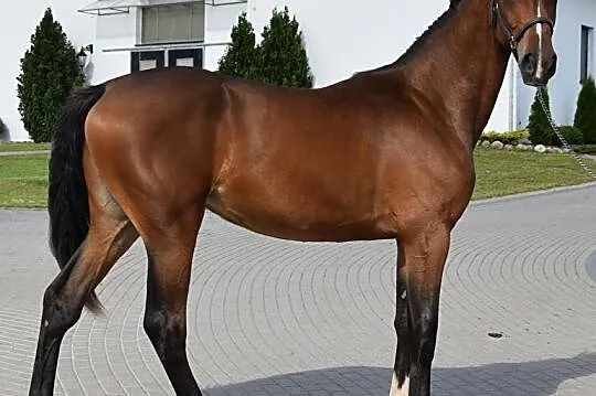 2-letnia wszechstronna klacz