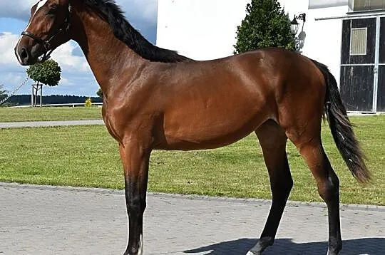 2-letnia wszechstronna klacz, , Nowy