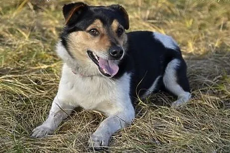 Bilbo - mały odważny psiak szuka miłości ,  pomors