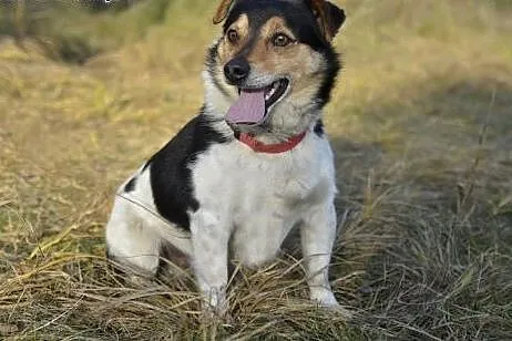 Bilbo - mały odważny psiak szuka miłości ,  pomors