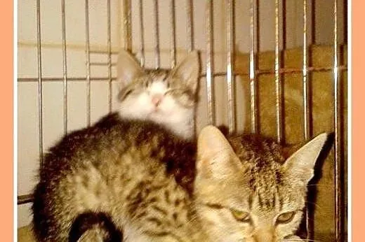 Kociaki w schronisku,kociczki,kocurki do adopcji,  małopolskie Kraków