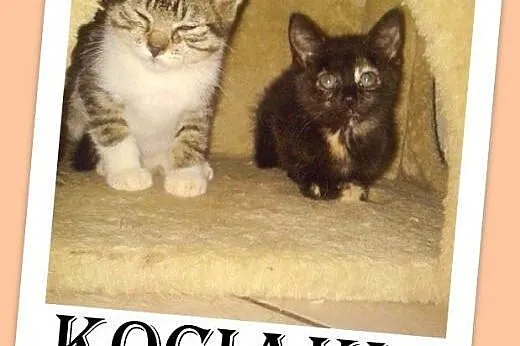 Kociaki w schronisku,kociczki,kocurki do adopcji, 