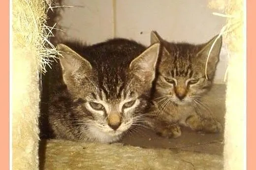 Kociaki w schronisku,kociczki,kocurki do adopcji, 