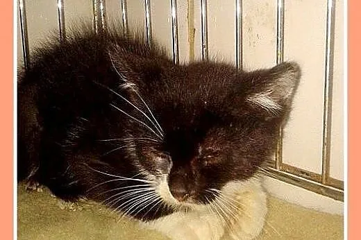 Kociaki w schronisku,kociczki,kocurki do adopcji, 