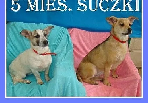 5 mies. szczeniaki,suczki w schronisku.ADOPCJA, d