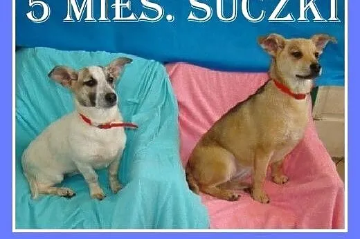 5 mies. szczeniaki,suczki w schronisku.ADOPCJA, dolnośląskie Wrocław