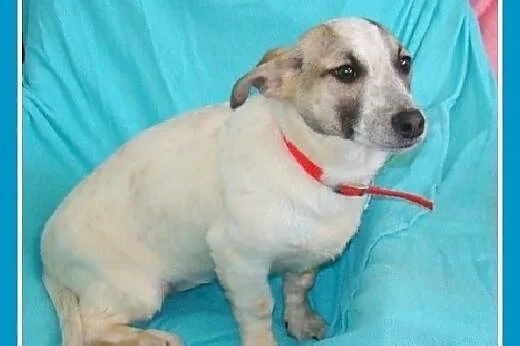 5 mies. szczeniaki,suczki w schronisku.ADOPCJA,  d