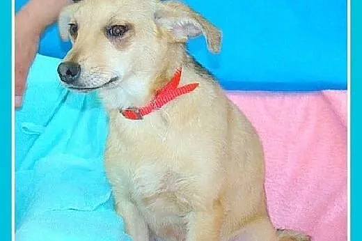 5 mies. szczeniaki,suczki w schronisku.ADOPCJA,  d