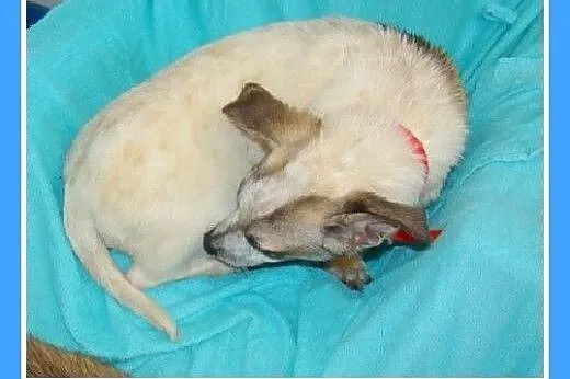 5 mies. szczeniaki,suczki w schronisku.ADOPCJA,  d