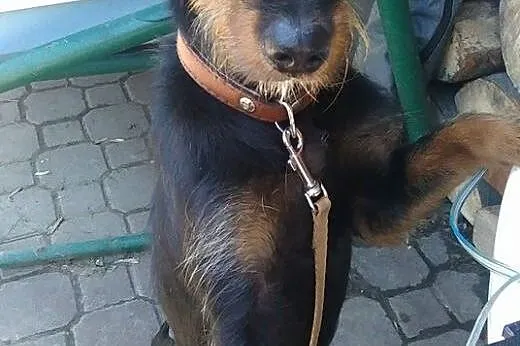 Młoda, wesoła, pocieszna Sabinka. Polecamy do adop