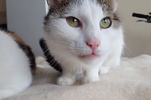 Foxy- suoer koteczka do adopcji,  mazowieckie Wars
