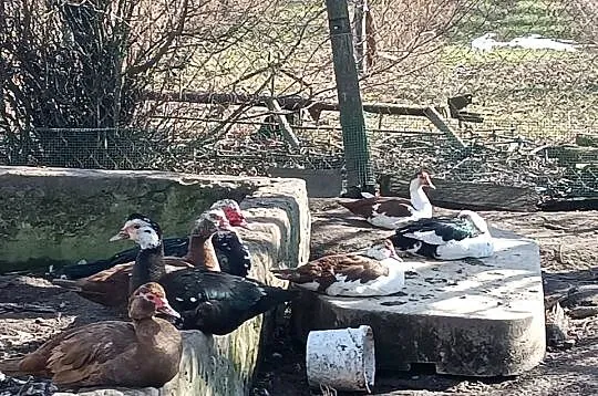 Sprzedam kaczki,kaczory, Lubelskie, Kraśnik