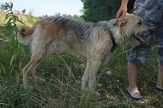 Perła- domowa sunia czeka na kogoś wyjątkowego,  m