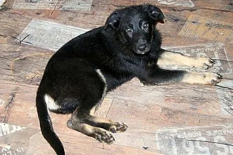 3-miesięczny uroczy psiak Filo,  dolnośląskie Wroc