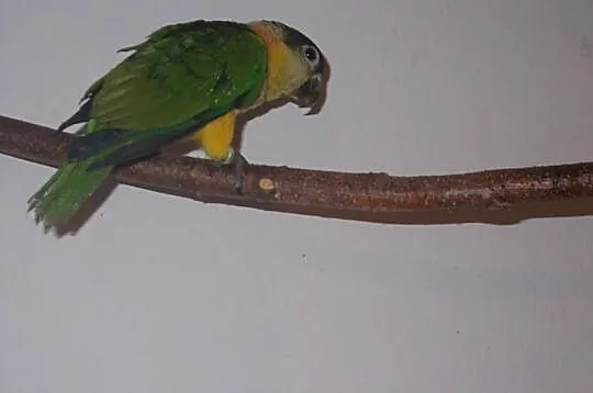 Barwinka czarnogłowa papugi