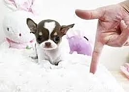Chihuahua super maleńka suczka -już dziś chętna na