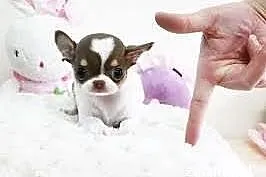 Chihuahua super maleńka suczka -już dziś chętna na