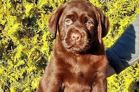 Labrador Retriever ZKwP/FCI- czekoladowa sunia, Dolnośląskie, Szczawin