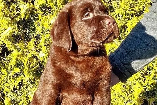 Labrador Retriever ZKwP/FCI- czekoladowa sunia, Dolnośląskie, Szczawin
