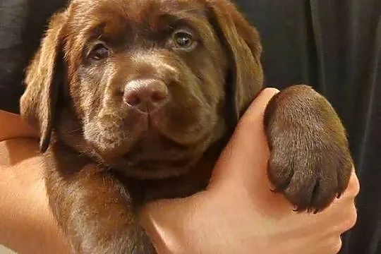 Labrador Retriever ZKwP/FCI- czekoladowa sunia, Dolnośląskie, Szczawin