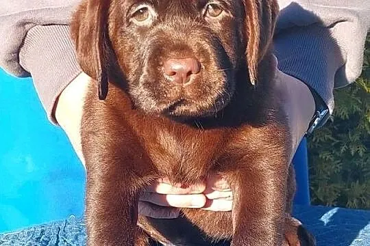 Labrador Retriever ZKwP/FCI- czekoladowa sunia, Dolnośląskie, Szczawin
