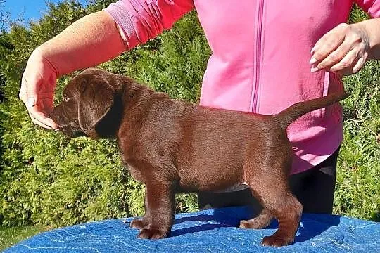 Labrador Retriever ZKwP/FCI- czekoladowa sunia, Dolnośląskie, Szczawin