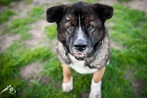 APSIK vel APE poleca się do adopcji,  śląskie Gliw