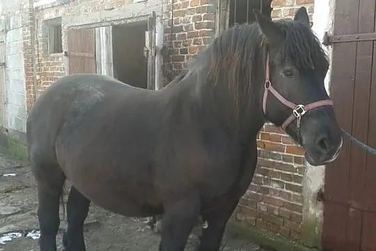 Klacz zimnokrwista