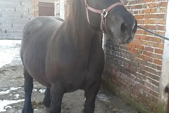 Klacz zimnokrwista