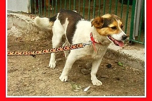 8kg,mały,wesoły,przyjazny,towarzyski piesek GUMIŚ.