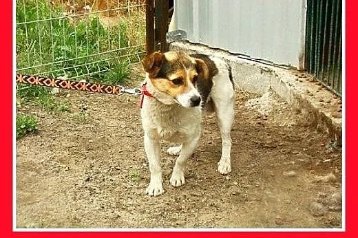 8kg,mały,wesoły,przyjazny,towarzyski piesek GUMIŚ.