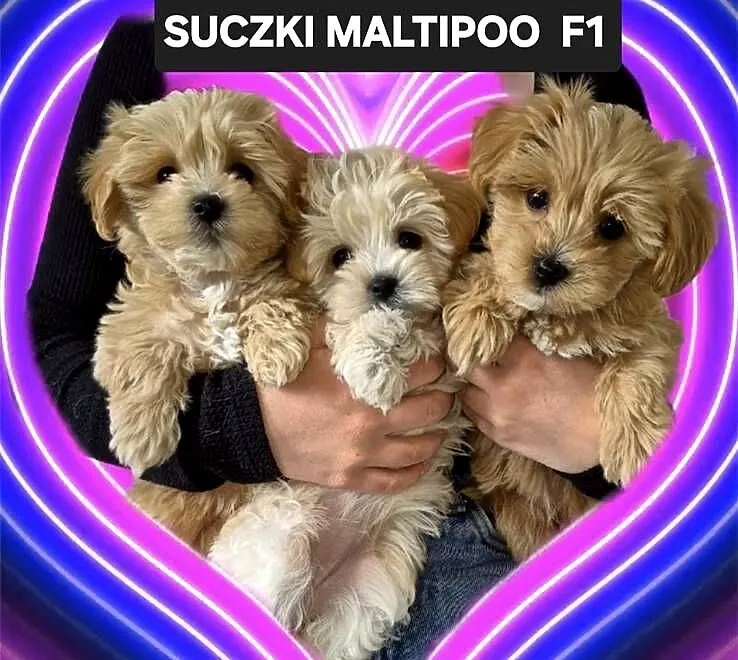 Maltipoo suczki, Kujawsko-pomorskie, Inowrocław