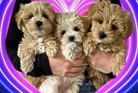 Maltipoo suczki