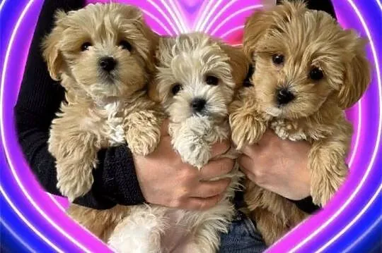 Maltipoo suczki, Kujawsko-pomorskie, Inowrocław