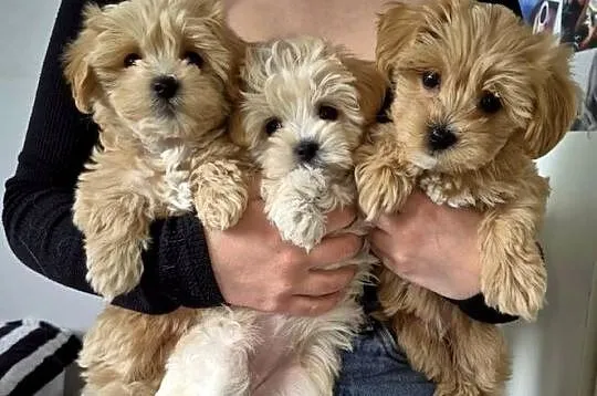 Maltipoo suczki, Kujawsko-pomorskie, Inowrocław
