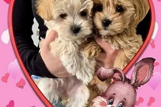 Maltipoo suczki, Kujawsko-pomorskie, Inowrocław