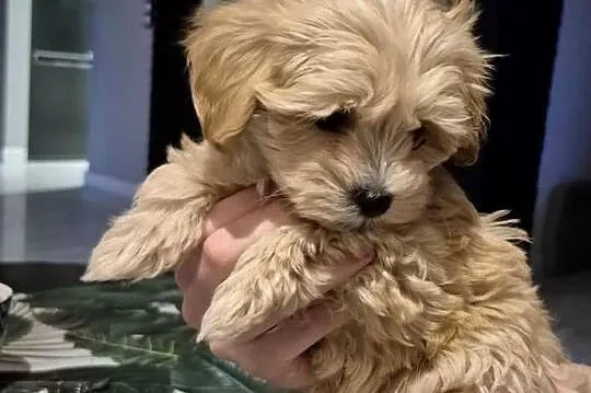 Maltipoo suczki, Kujawsko-pomorskie, Inowrocław