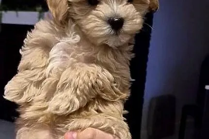 Maltipoo suczki, Kujawsko-pomorskie, Inowrocław
