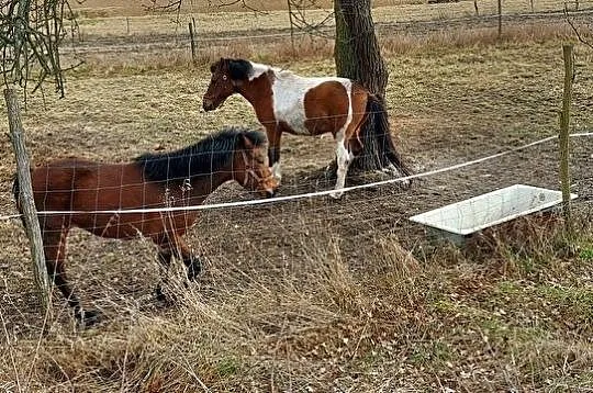 Wałach 15 lat brak paszportu 693828530, , 