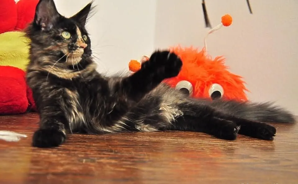 Wyjątkowa a co ważne przemiła kotka Maine Coon