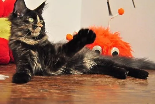 Wyjątkowa a co ważne przemiła kotka Maine Coon