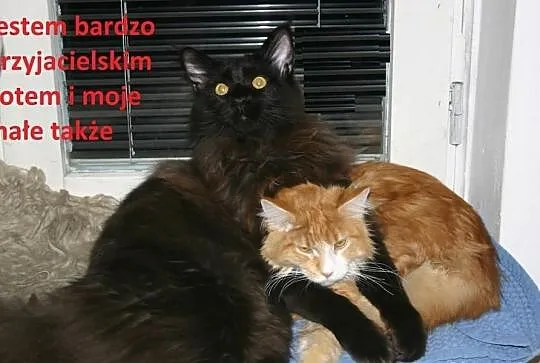 Wyjątkowa a co ważne przemiła kotka Maine Coon