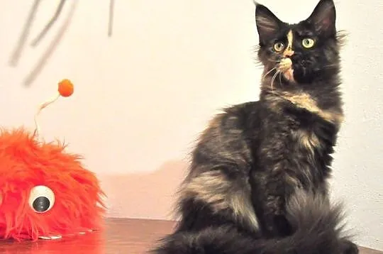 Wyjątkowa a co ważne przemiła kotka Maine Coon