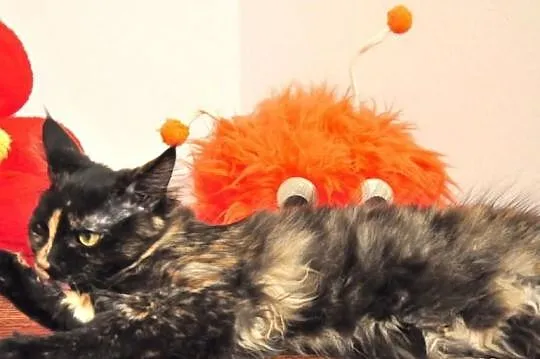 Wyjątkowa a co ważne przemiła kotka Maine Coon