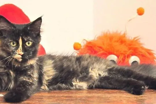 Wyjątkowa a co ważne przemiła kotka Maine Coon