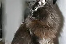 Wyjątkowa a co ważne przemiła kotka Maine Coon